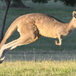 20130415_bumerang_header